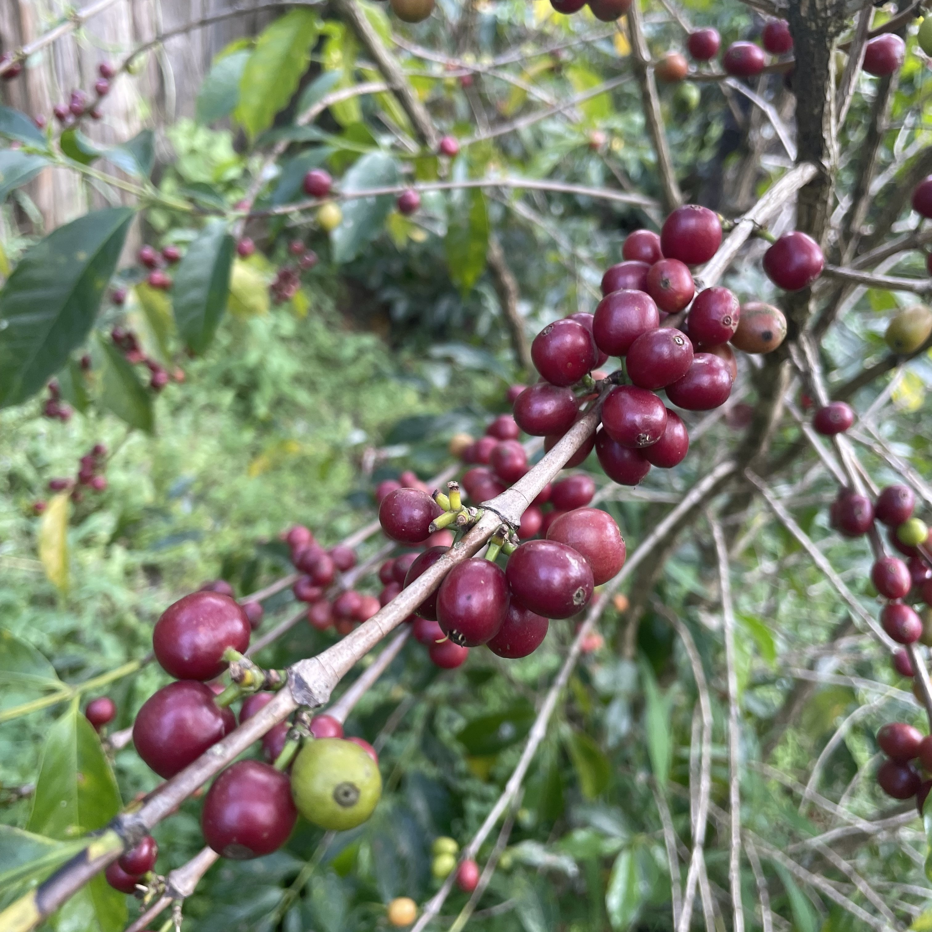 Ethiopia Morke Natural(23/24年クロップ) | ORIGIN COUNTRIES
